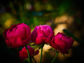 Close-up of pink tulips