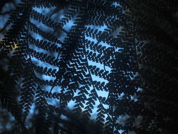 Low angle view of tree