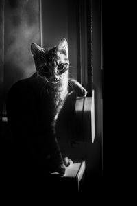 Portrait of cat sitting on sofa at home