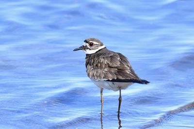 Killdeer in blue water