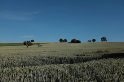 Scenic view of agricultural landscape against blue sky