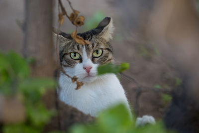 Close-up portrait of cat