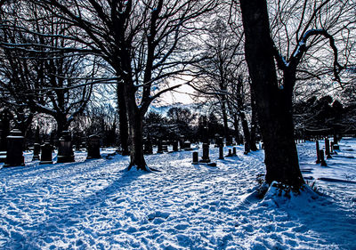 Bare trees on snow covered field