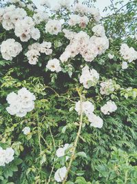 Close-up of white flowers