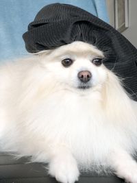 A white dog with black beret