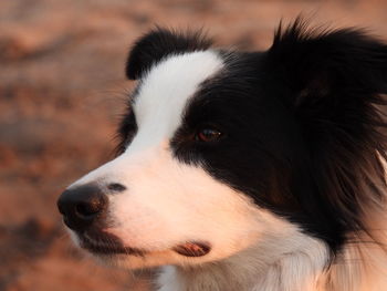 Close-up of dog looking away