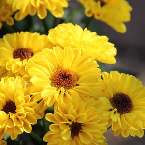 Close-up of yellow flowers