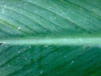 Full frame shot of spider web