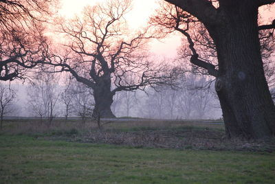 Bare trees on landscape against sky