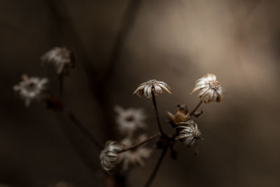 Close-up of wilted flower