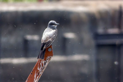 Close-up of bird perching on glass