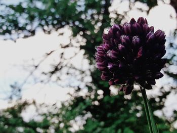 Close-up of purple flowers blooming outdoors