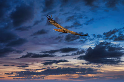 Low angle view of eagle flying in sky