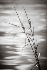 Close-up of grass against sky