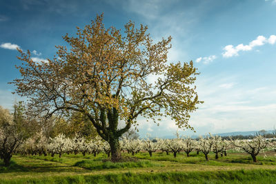 Tree on field against sky