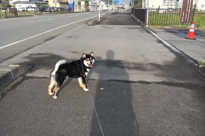 View of dog on street