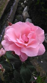 Close-up of pink rose blooming outdoors