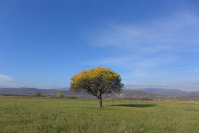 Tree on field against sky