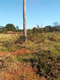 Plants on field against clear sky