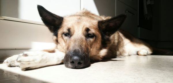 Close-up portrait of dog sitting on floor