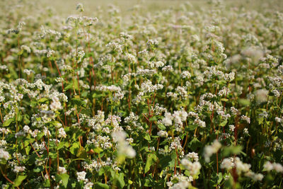 White flowering plants on field