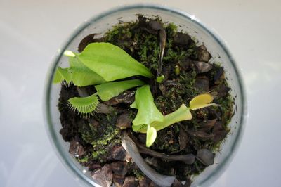 High angle view of food in plate