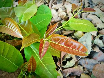 Close-up of leaves