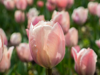 Close-up of pink tulips blooming outdoors