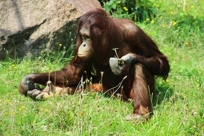 Orangutan in a field