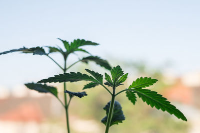 Close-up of fresh green leaves against sky