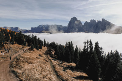 Panoramic shot of trees on landscape against sky