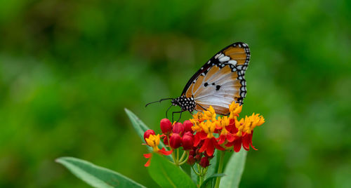 Close-up of butterfly pollinating on flower