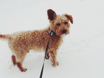 Portrait of dog on snow