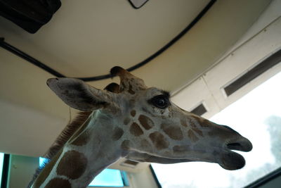 Close-up portrait of an animal