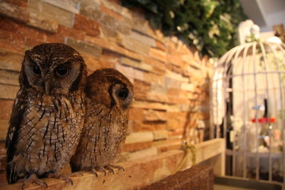 Close-up of owl perching outdoors