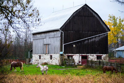Cows in barn on field against sky