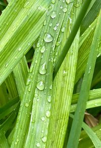 Full frame shot of wet green leaves during rainy season