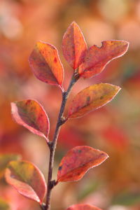 Close-up of red leaves on plant during autumn