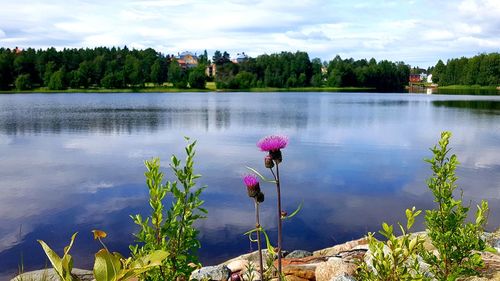 Pink flowering plants by lake against sky