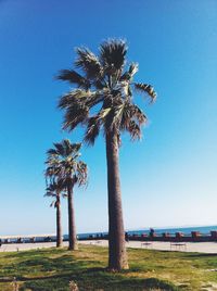 Palm trees against clear blue sky