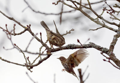 Low angle view of bird flying over bare tree