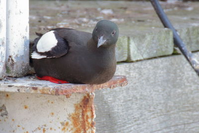 High angle view of pigeon perching on wall