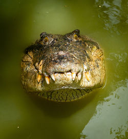 Close-up of turtle swimming in lake