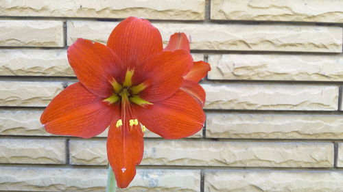 Close-up of red flowers