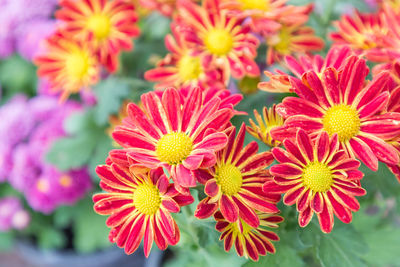 Close-up of pink flowering plants