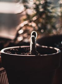 Cactus in sunset