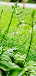 Close-up of dew on grass