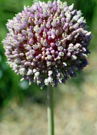 Close-up of flowers blooming outdoors