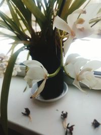 Close-up of flower tree