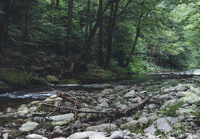 Stream flowing through rocks in forest